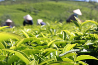 JAHRESABO: Jeden Monat eine Dose unseres Matchameister Ceremonial Ahimsa (EU Bio zertifiziert)insgesamt !